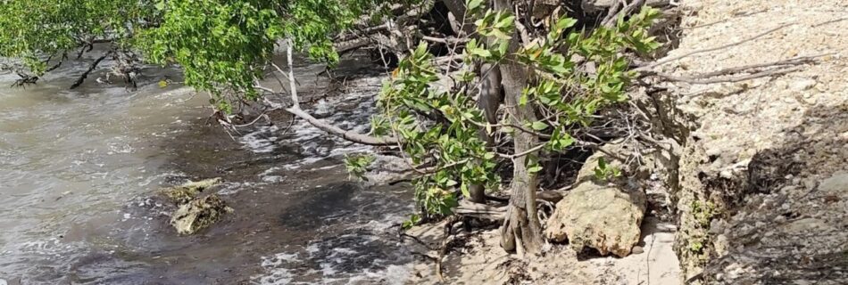 Erosión Manglar